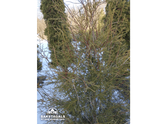 Thuja occidentalis   'Filiformis'